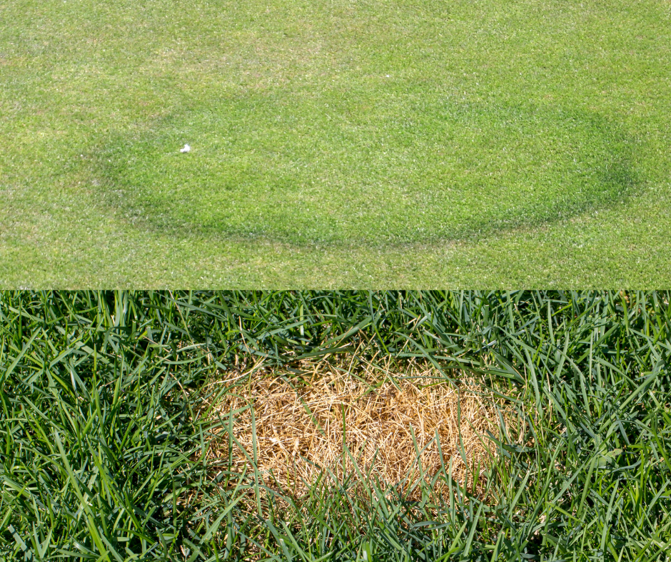 Lawn fungus in late Autumn