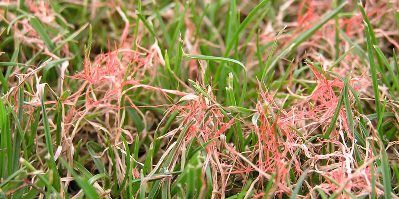 Laetisaria Fuciformis, commonly known as red thread