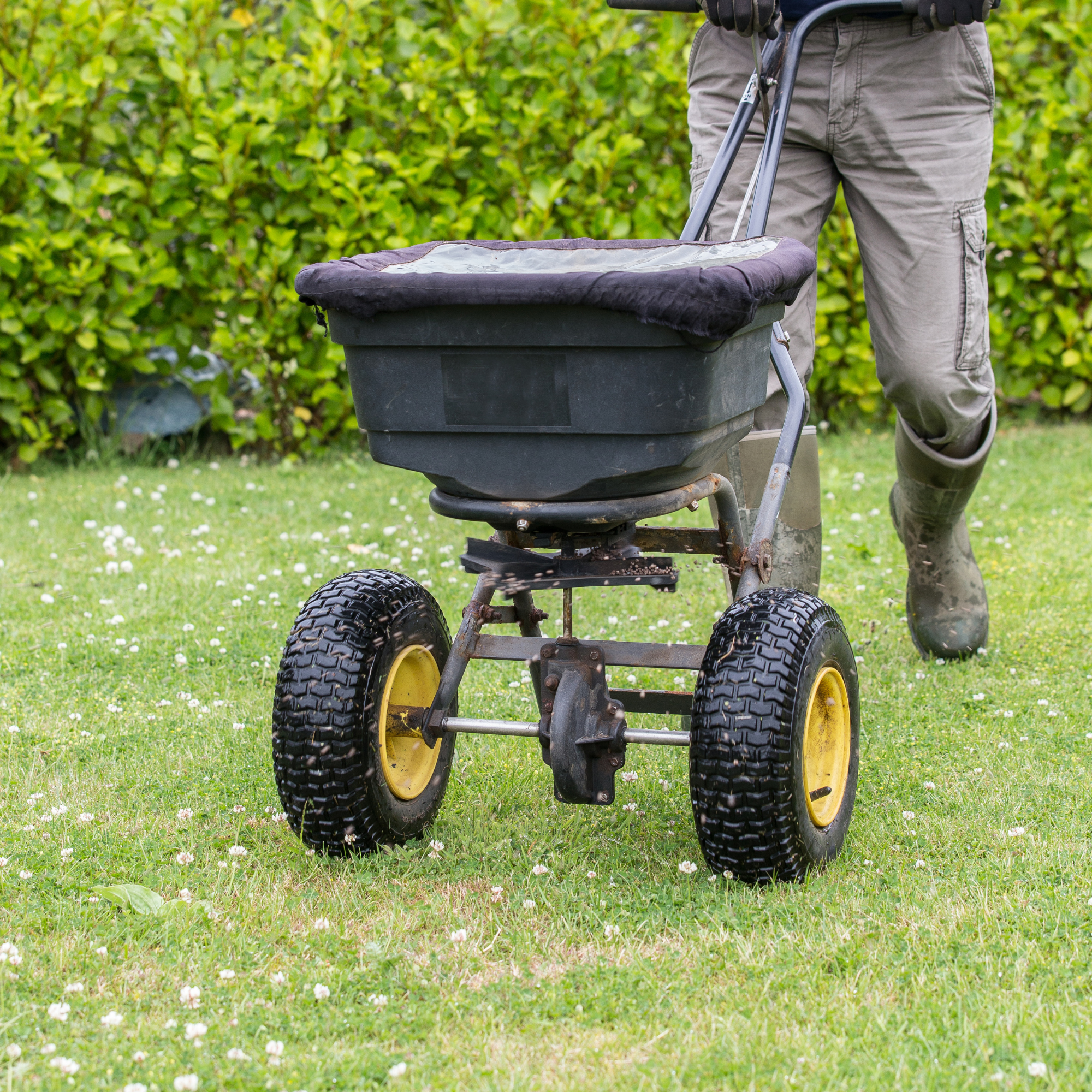 Overseeding your lawn