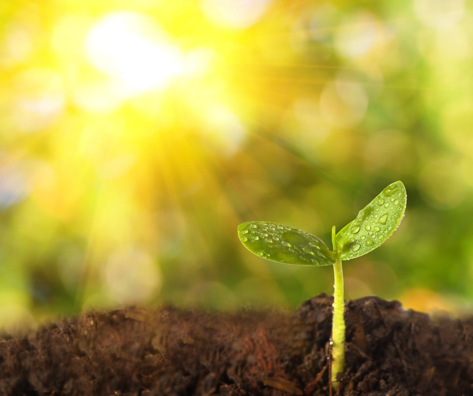 Tips for your Autumn Garden! Tips for your Autumn Garden!