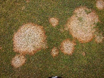 Fusarium patch, known more commonly as pink snow mould