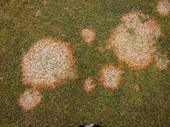 Fusarium patch, known more commonly as pink snow mould Fusarium patch, known more commonly as pink snow mould